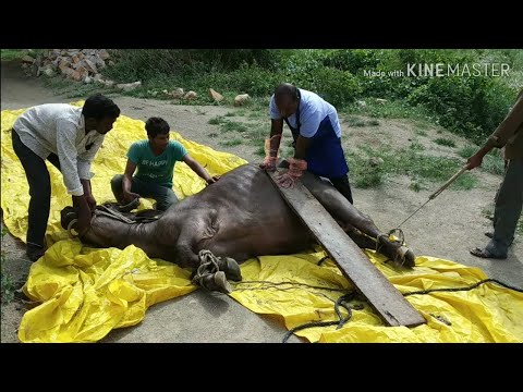 HOW VET CORRECTED TORSION OF UTERUS IN BUFFALO & COW AND SAVED LIFE & REMOVED CALF /TORSION UTERUS