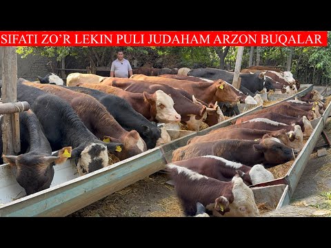 SIFATI 100+100 BUQALAR LEKIN PULI JUDAHAM ARZON NARXLARDA SHOSHILING KAMDAN KAM KELADI