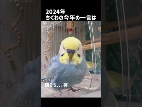 みなさま良いお年を🐥💕2024年今年のちくわの一言です #セキセイインコ #セキセイインコちくわ #ちくわ #男の子 #ちくわちゃんねる #3歳 #お喋り #ちくわの今年の一言