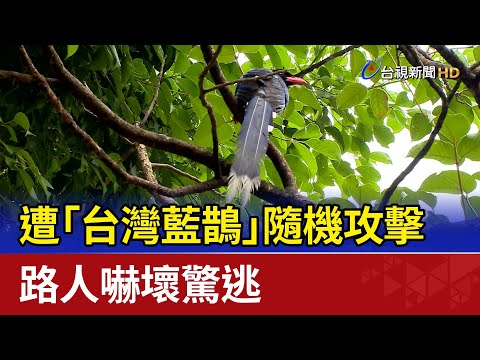 遭「台灣藍鵲」隨機攻擊 路人嚇壞驚逃 - YouTube