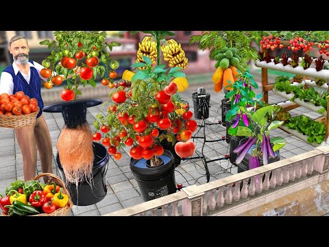 Plastic Bucket Story Hydroponic Tomato Farming Desi Jugad Hindi Kahaniya Moral Stories Hindi Stories