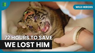 Sumatran Tiger Cub Fights For Life After Fall | Wild Heroes