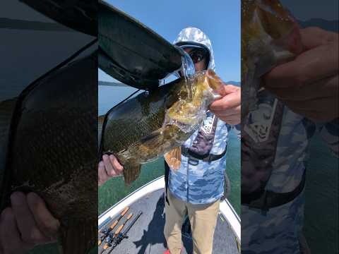 晴天無風で50アップ！#猪苗代湖 #猪苗代湖ガイド #スモールマウスバス#釣り#fishing #bassfishing
