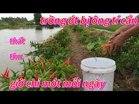 🌺Ớt trồng bị chuột cắn hết, giờ ngày nào cũng ra mót 😭🌺