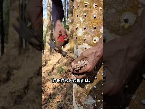 なぜ木に釘を打ち込むのか?