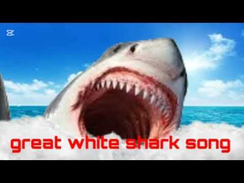 Great white shark song