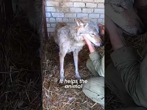 Rescuing the Wolf Who Bites #shorts