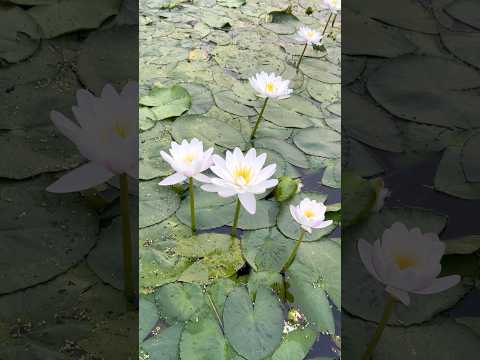 Kokaa (कोका) | Kumuda (कुमुद) – Flower, Fruit & Halwa Plant | Nymphaea pubescens
