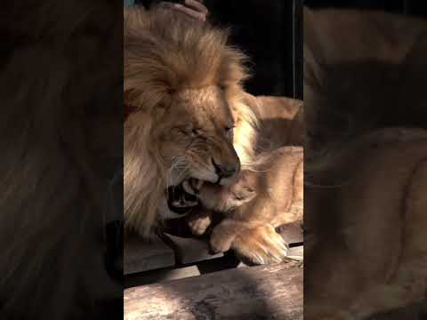 食べちゃいたいくらい可愛い！It is so cute that I would eat it!#shorts #lion #baby
