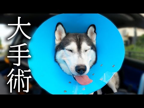 大手術から戻って来ました...