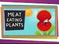 Carnivorous Plants and Their Mechanisms