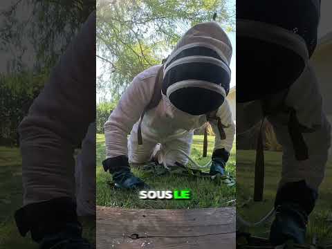 Destruction nid de frelons asiatiques à Mios 33380 #frelonsasiatiques #frelons #gironde #jardinage