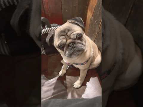 Dog LOVES Meatballs! 😋 #shorts #dogshorts #pugdog