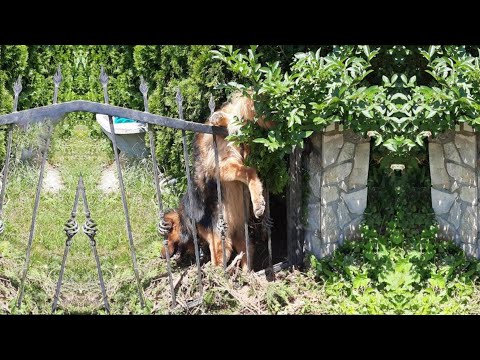 Trapped in a fence for days, desperate for water, he wagged his tail nonstop, grateful for his hero!