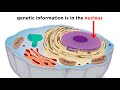 Cell Organelles and Their Functions