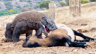 It's unbelievable when a Komodo dragon swallows a large goat.