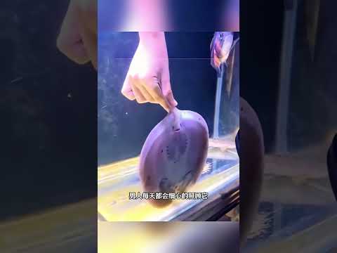 男人海边发现搁浅的魔鬼鱼,好心查看,竟收获意外惊喜