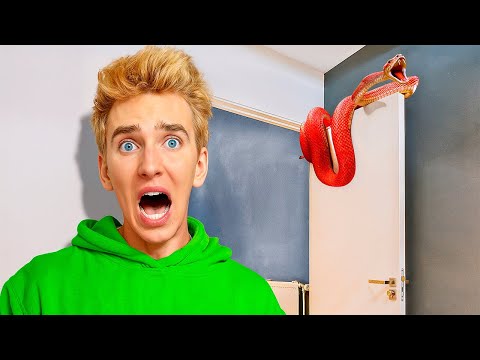 MASSIVE SNAKE FOUND LIVING in my HOUSE!!