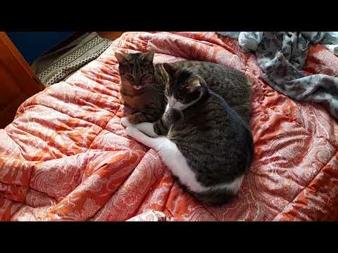 Good morning cats!