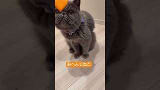 ねねにお返事する猫 #shorts