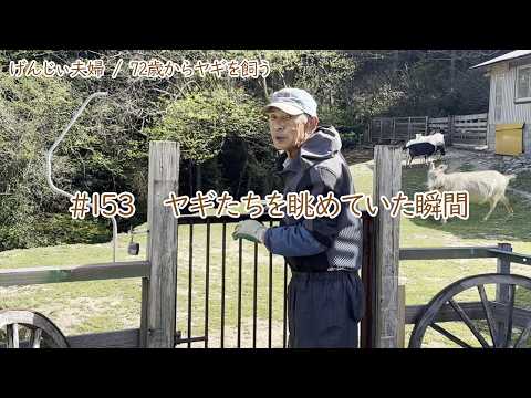 【80歳ヤギ飼い#3】ヤギのお世話の合間に眺めてるだけで最高の癒やしに包まれる「72歳からの楽しいシニアライフ#153」