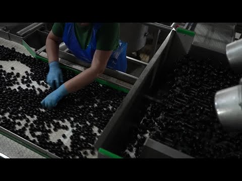YouTube video thumbnail: How Spanish Olive Exporters Survived Trump Tariffs Since 2017