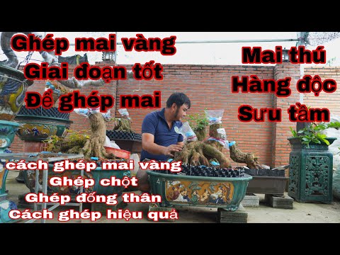 GHÉP MAI VÀNG