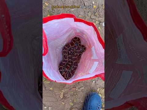 🐍Rescue Mission: Snake rescued from roadside (safe and free) 😊