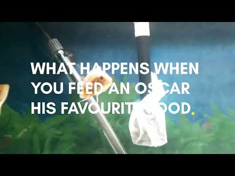 FEEDING AN OSCAR CICHLID FISH A MOUTH FULL OF PEAS THANKS FOR WATCHING!!

SUPPORT OUR CHANNEL BY SMASHING THAT SUBSCRIBE AND LIKE BUTTON AND SHARE YOUR