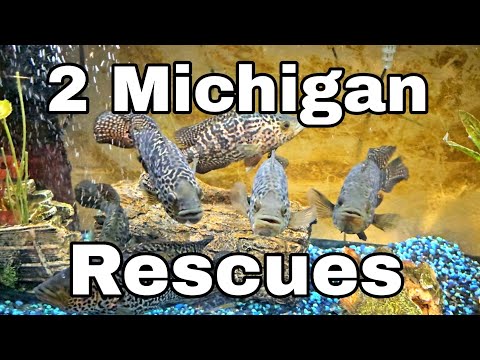 2 Awesome  Michigan Rescues Thanks to Luke, Isaiah, Kurt and Kala for all your hard work, 2 Awesome Rescues completed

❤️ If