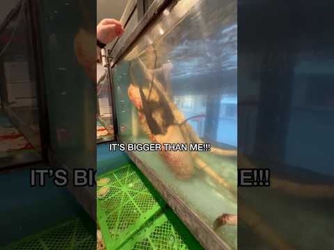 Buying World’s Largest Crab