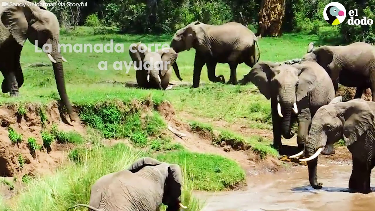 Mamá elefante salva a su bebé de un salvaje río