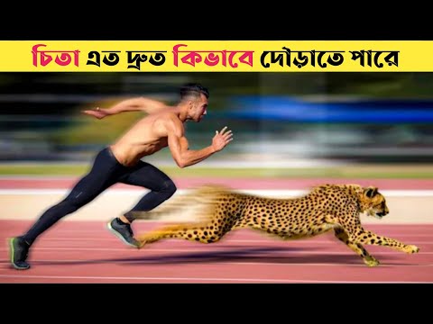 চিতা এত দ্রুত কিভাবে দৌড়াতে পারে||How can a cheetah run so fast in bangla