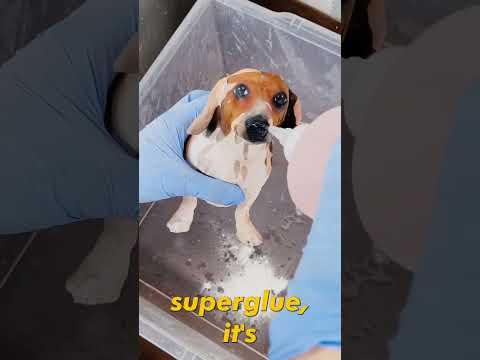 Turning my dog into SLINK from TOY STORY! PART 2 #diy #howto #art #3dprinting #toystory #dog