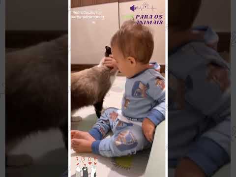 Gatinho Se Tornou Um Grande Companheiro Para A Vida De Seu Irmão!