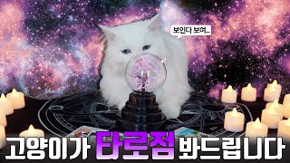 고양이상담소 | 고양이산책