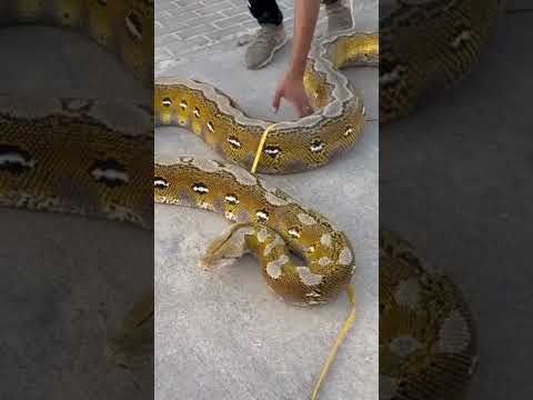 ٢٢ فبراير ٢٠٢٦