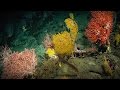 Ocean Chemistry and Climate Change