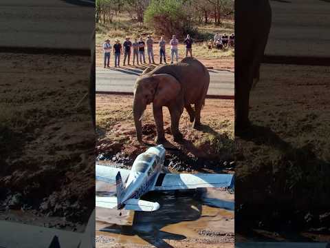 A elephant try to help Airplane #animals