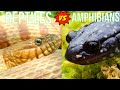 Reptiles and Amphibians Adaptations