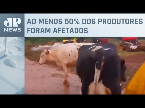 Chuvas agravam dificuldades na produção de leite no RS