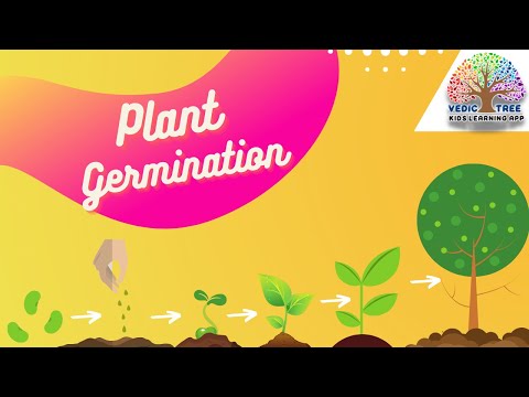 Vedic Tree | Senior KG | Plant - Germination