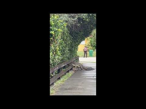 Crocodile Strolls Across Street in South Florida Neighborhood