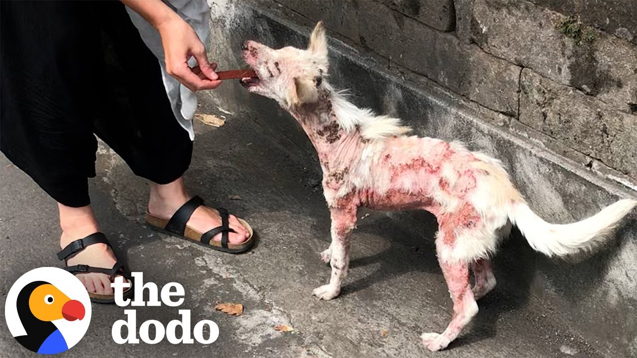 Rescued Street Dog Can't Stop Wagging Her Tail After Finding Love - The Dodo