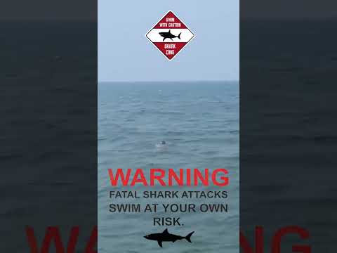 He Swam in Shark-Infested Waters… Then THIS Happened 🦈😱