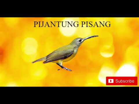 PIJANTUNG PISANG GACOR NEMBAK PANJANG || JEDA 1 MENIT!!!