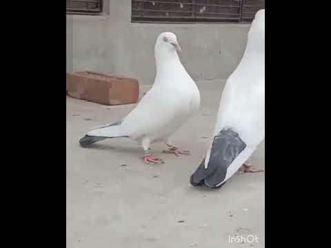 White Kabootri ❤️ #haryanvisong #newsong #haryanvi #dance #viral #pigeon #kabootar #kabutar #birds