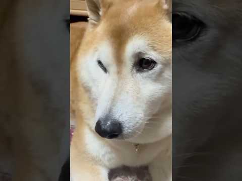 犬の動画サムネイル - 柴犬福 沢山食べたのに何も食べてないような目をする柴犬🤣Sis and Shiba🤣#姉と柴 #shorts #funny #funnydog #dogshorts #柴犬 #시바견