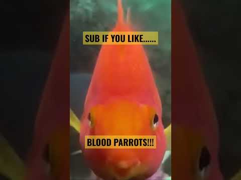 Blood Parrot Cichlid - “ Chubster” #shorts #fi Blood Parrot Cichlid - “ Chubster” #shorts #fishtank #aquarium #bloodparrot #pet #pets