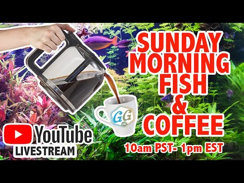 Sunday Fish and Coffee Livestream @thewaterfrontsl 🐟Thank you for watching and be sure to check out https_//www.ourfishcollective.com/
for all my gu